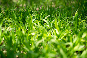 spring  tulip wood forest