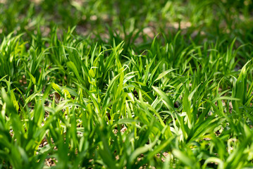 spring  tulip wood forest