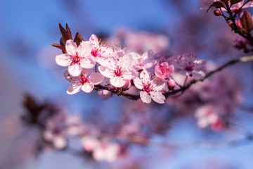 Blossoms on a sunny day. Beautiful spring