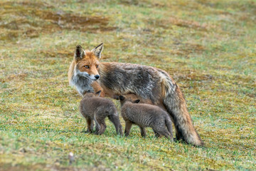 Naklejka na ściany i meble Red fox (Vulpes vulpes) mother and her newborn red fox cubs in nature on a springday in the Dutch dunes.