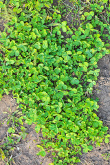 Fototapeta na wymiar Emerald green clover lawn. Top view
