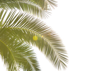 Beautiful close up tropical green palm  leaves with sunlight isolated on a white background and free space