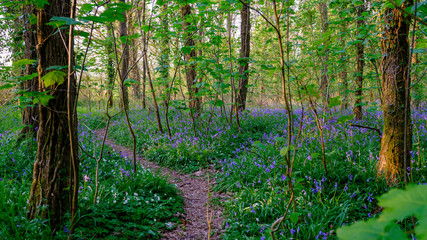 Obraz premium Bluebells in a Hampshire wood