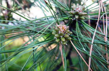 flowering fir cones in early spring