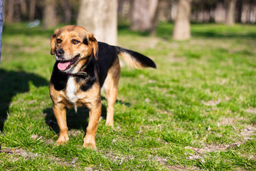 Naklejka na ściany i meble Portrait of a happy dog. Small cute dog playing in the park