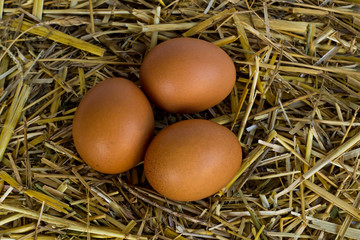 Large size brown fresh three eggs in chicken nest,top view