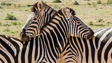 zebras resting heads on each others backs © Corney