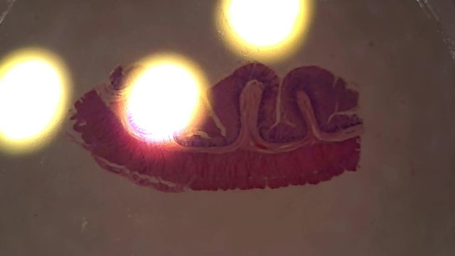 Microscope Dog Rectum Cross Section x300 to x1200 Stylized Focusing