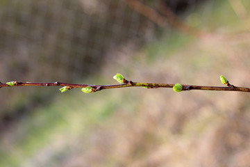 A sprig of fruit tree with blossoming young green buds on a blurry spring background