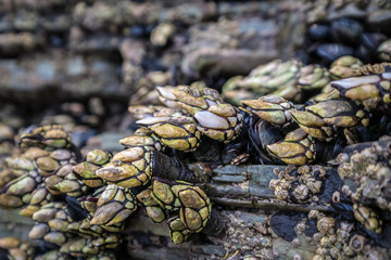 Percebes natural live barnacles on cliffs above the marine environment sea crustacean seafood...