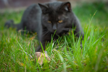 Beautiful saturated and vivid photo of a black cat and a field mouse in one frame. Friendship between predator and prey.