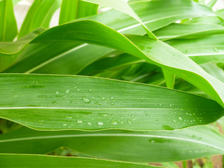 Green corn leaf with rain drops, close up, selective focus. Leaves of maize. Nature background.