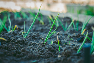 Fresh young onion grows on a home garden.