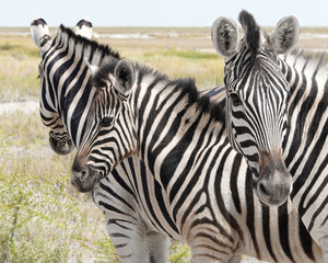 Fototapeta na wymiar Group of zebras in Etosha National Park, Namibia