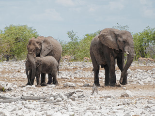 Mother elephant protecting baby in Etosha National Park, Namibia