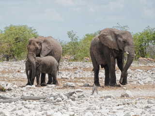 Fototapeta premium Mother elephant protecting baby in Etosha National Park, Namibia