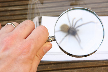 A hand holding a magnifying glass whilst looking at a spider