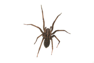 A Tegenaria Gigantea Spider or a common House Spider found in the UK