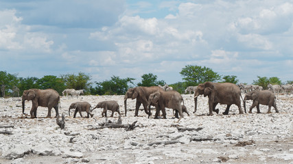 Fototapeta na wymiar Herd of elephants near a waterhole in Etosha National Park, Namibia