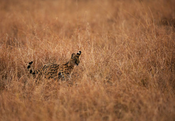 Serval Wild Cat searching food,  Masai Mara