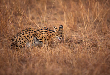 Serval Wild Cat eating a rat kill, Masai Mara