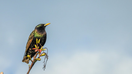 Starling bird