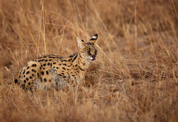 Serval Cat moving in the Mara grassland