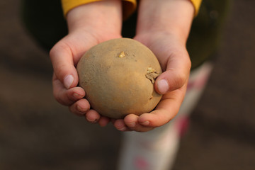 Children's hands hold a potato tuber ready for planting in the soil.