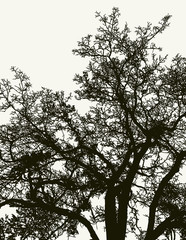 Vector drawing of silhouette of old tree in winter forest