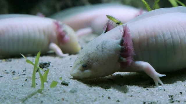Mexican ambystoma axolotl Mexican salamander at the bottom of the river