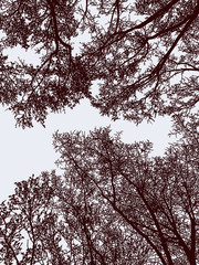 Vector illustration of silhouettes of deciduous trees in forest in late autumn