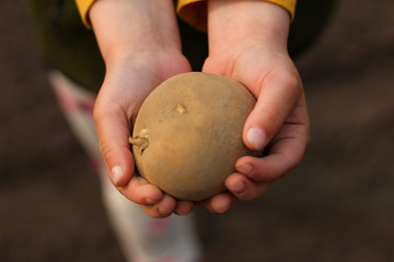 Children's hands hold a potato tuber ready for planting in the soil.