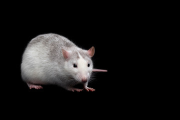 Gray rat isolated on dark black background. Rodent pet.