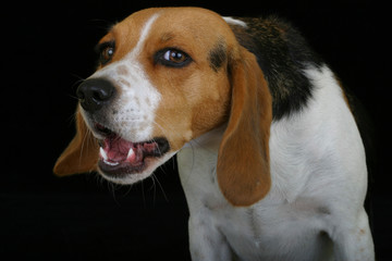 Tricolor beagle with mouth open on a black background
