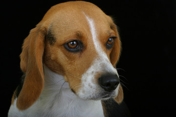 Headshot of an adult tricolor beagle dog on a black background