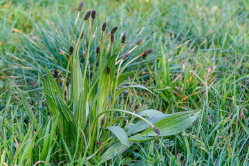 Plantago lanceolata. Planta de llantén menor. Hojas alargadas, tallos y espigas. Siete venas.