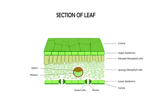 Cross section of leaf , diagram of structure
