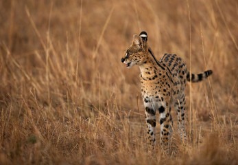Serval Wild Cat in Masai Mara grassland