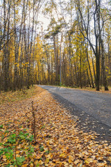 Straight road in an autumn forest with fallen yellow leaves in a cloudy day