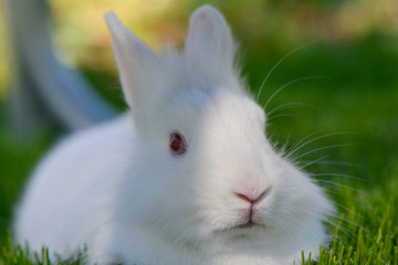 Biały Królik. White rabbit