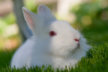 Biały Królik. White rabbit - obrazy, fototapety, plakaty