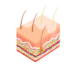 Medical diagram of the structure of the inside cross-section of the human skin. Anatomy of Vitiligo disorder, skin problem condition. Stock vector infographic concept  isolated on white background