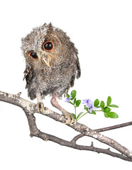 Owl isolated on a white background