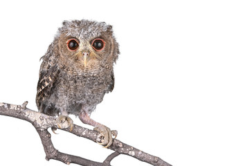 Owl isolated on a white background