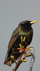 Starling bird