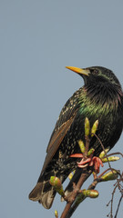 Starling bird
