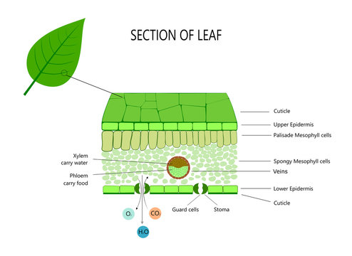 Leaf anatomy, cross section of leaf diagram