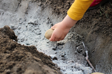 A child hand i lays potatoes in a ditch sprinkled with ash for fertilizer. The process of growing potatoes on a home garden