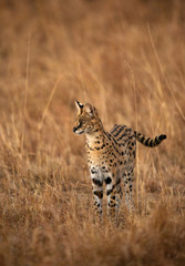 Serval Wild Cat moving in grasses of Masai Mara