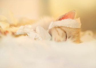 Fototapeta na wymiar Kittens slept in a pile of tissues.